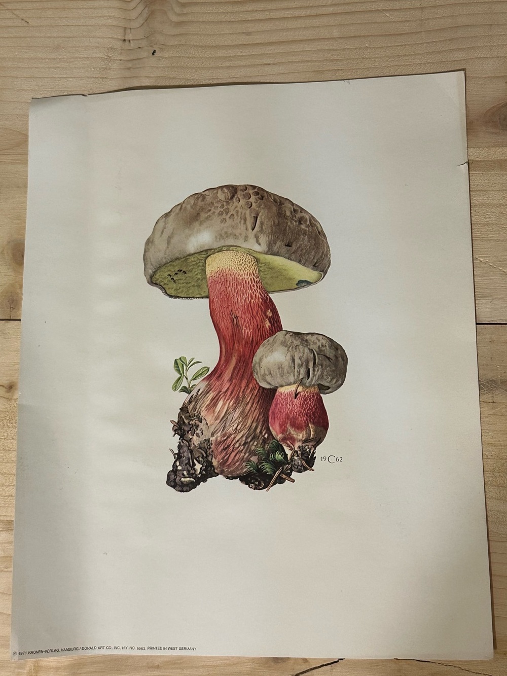 Vintage 1971 Mushroom Botanical Illustration Print Mycology Wall Art Germany
